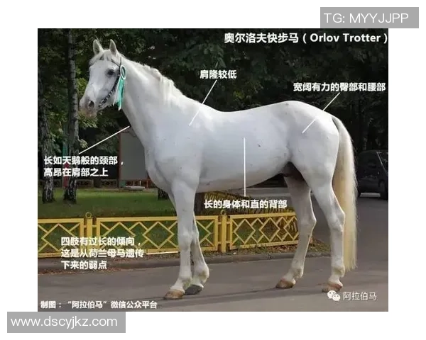 足球明星龟的成长传奇与赛场奇迹揭秘 足球明星龟的成长传奇与赛场奇迹揭秘